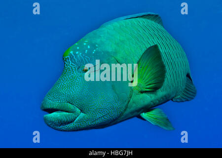 Napoleone pesce, Humphead wrasse (Cheilinus undulatus), Mar Rosso, Egitto Foto Stock