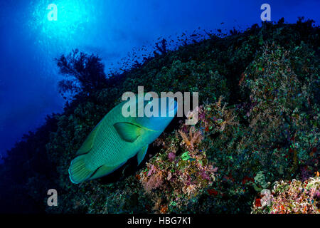 Napoleone pesce, Humphead wrasse (Cheilinus undulatus), Coral Reef, Mar Rosso, Egitto Foto Stock