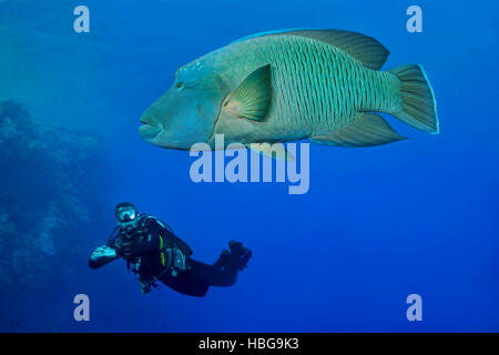 Napoleone pesce con subacqueo, Humphead wrasse (Cheilinus undulatus), Mar Rosso, Egitto Foto Stock