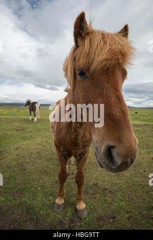 Islandese di cavallo, pony, Islanda Foto Stock