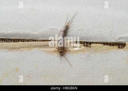 Alimentazione degli insetti su carta - silverfish Foto Stock