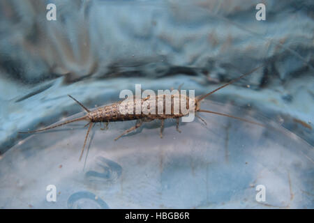 Alimentazione degli insetti su carta - silverfish Foto Stock