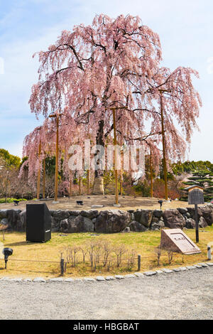 Parco Maruyama a Kyoto Foto Stock