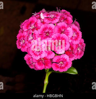 Cluster a cupola di stordimento vivid magenta rosa e rosso dei fiori di Dianthus barbatus, dolce William & stelo verde su sfondo nero Foto Stock