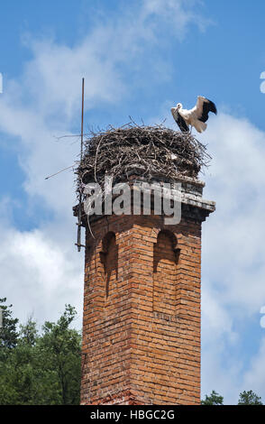 Giovani cicogna nel nido costruito sul camino di mattoni Foto Stock