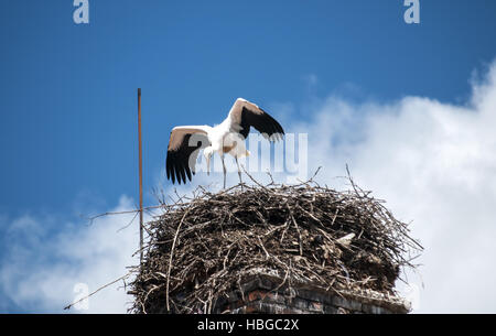 Giovani cicogna nel nido costruito sul camino di mattoni Foto Stock