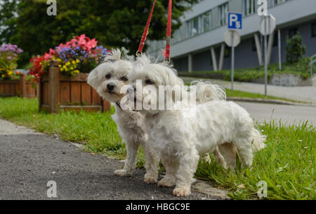 Due cani maltesi sono in esecuzione al guinzaglio Foto Stock