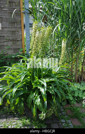 Eucomis comosa, fiore di ananas Foto Stock