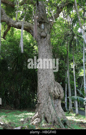 Maurizio, trunk nella foresta tropicale Foto Stock