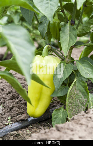 Giovani frutto acerbo pepe sulla boccola Foto Stock