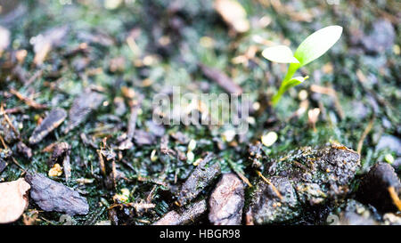 Piccolo impianto di coriandolo Foto Stock