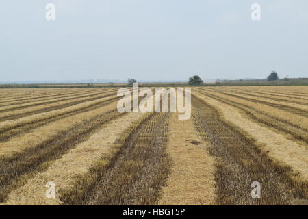 Campo di raccolto di riso ha iniziato a. Foto Stock