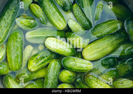 Cetrioli preparati per la conservazione Foto Stock