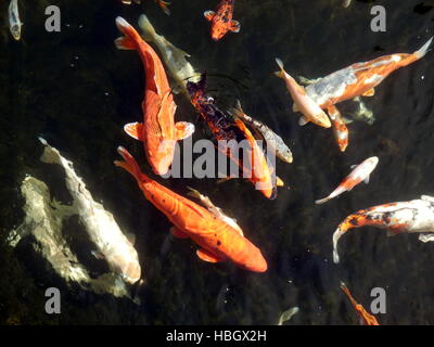 Carpa koi Foto Stock