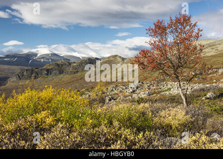 Autunno in Valle di rapa, Lapponia, Svezia Foto Stock