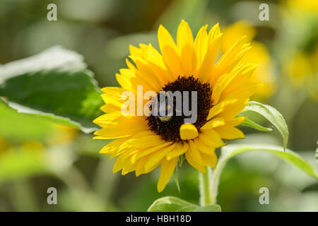 BumbleBee sui semi di girasole Foto Stock