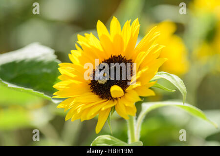 BumbleBee sui semi di girasole Foto Stock