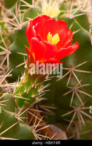 Claret cup cactus in fiore, Kerr Wildlife Management Area, Texas Foto Stock