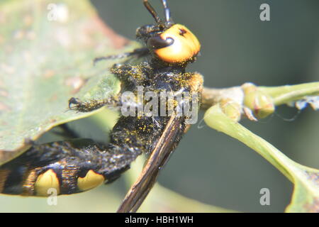 Megascolia maculata. Il mammoth wasp. Foto Stock