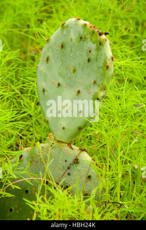 Ficodindia, Inchiostri Lake State Park, Texas Foto Stock