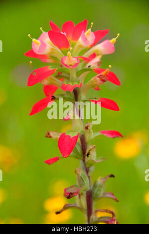 Indian paintbrush, Inchiostri Lake State Park, Texas Foto Stock