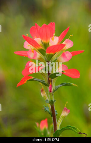 Indian paintbrush, Inchiostri Lake State Park, Texas Foto Stock