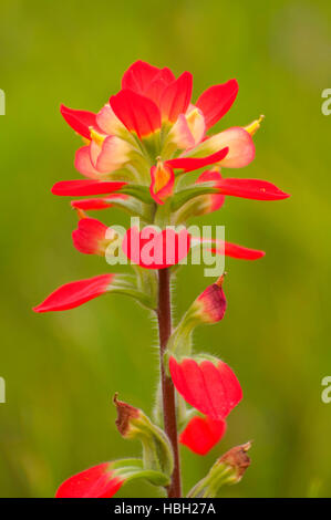 Indian paintbrush, Inchiostri Lake State Park, Texas Foto Stock