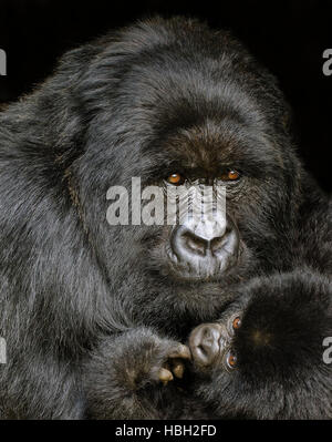 Ritratto di Madre e bambino Gorilla di Montagna (Gorilla beringei beringei) Foto Stock