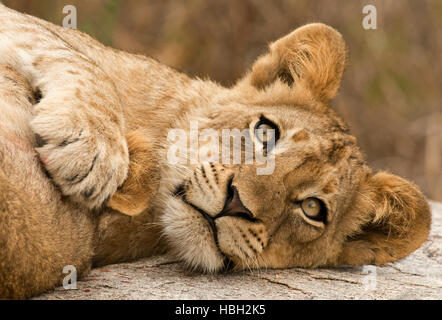 Lion (Panthera leo) cub con zampa su mom l orecchio Foto Stock