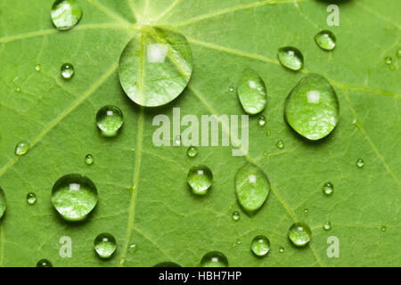 Effetto lotus con acqua goccia sulla foglia di loto Foto Stock