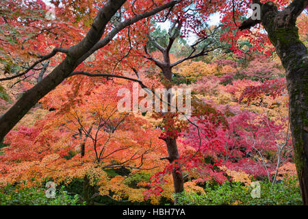 Un tripudio di colori autunnali a Tofuku-ji, Kyoto, Giappone Foto Stock