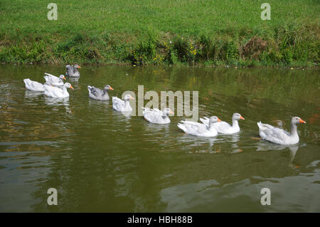 Anser anser domesticus, oca domestica Foto Stock