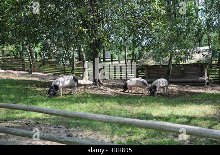 Sus scrofa domesticus, Swabian-Hall suina Foto Stock