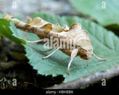 Sfumature di angolo Moth Foto Stock