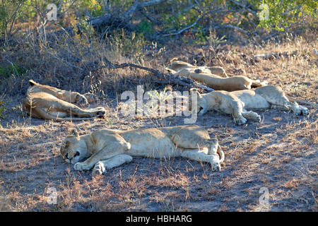 Orgoglio dei Leoni nella savana africana Foto Stock
