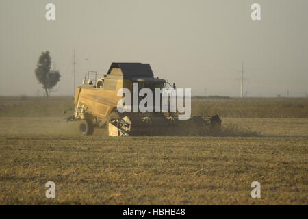 Raccolta della soia da combina nel campo. Foto Stock