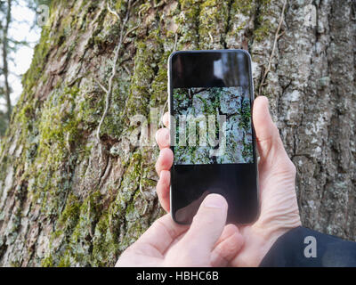 L'uomo prendendo foto del tronco di albero Foto Stock