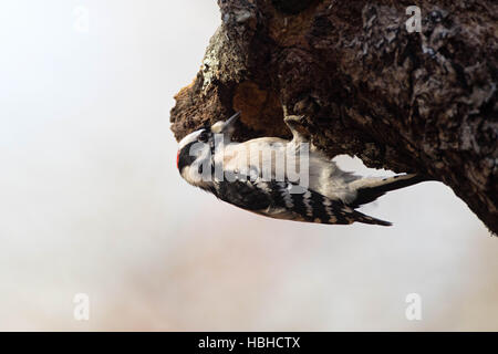 Picchio pelose appollaiato sul tronco di quercia Foto Stock