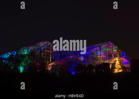 Albero di natale e le luci al di fuori della serra. RHS Wisley Gardens, Surrey, Inghilterra. Natale Glow Festival 2016 Foto Stock