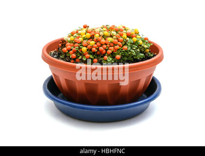 Nertera pianta in vaso Foto Stock