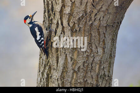 Maschio di picchio rosso maggiore (Dendrocopos major) sul brunch ad albero Foto Stock