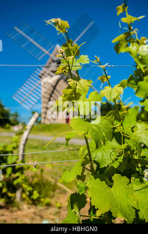 I vigneti e il mulino a vento vicino Loupiac, Gironde, Aquitaine, Francia Foto Stock