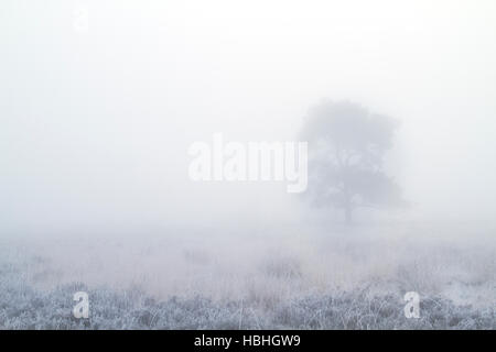 Silhouette di un pino silvestre su un molto nebbiosa mattina su una brughiera congelati Foto Stock