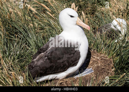 Nero-browed albatross (Thalassarche melanophris) adulto in appoggio sul nido di colonia di allevamento nelle isole Falkland Foto Stock