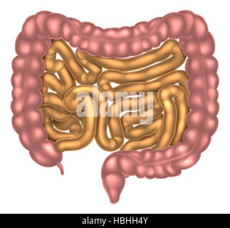 Una illustrazione dei piccoli e grandi intestini parte del sistema digestivo Foto Stock