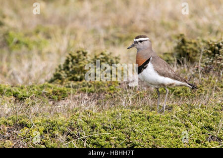 Rufous-chested beccaccia (Charadrius modesto) adulto permanente sulla vegetazione breve, Isole Falkland Foto Stock