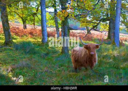 Highland mucca. Scozia Scotland Foto Stock