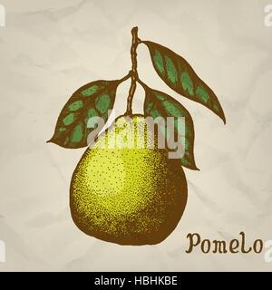 Pomelo. Vettore disegnati a mano illustrazione. Illustrazione Vettoriale