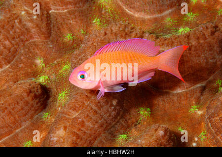 Femmina Anthias tozzo, Pseudanthias hypselosoma. Tulamben, Bali, Indonesia. Mare di Bali, Oceano Indiano Foto Stock