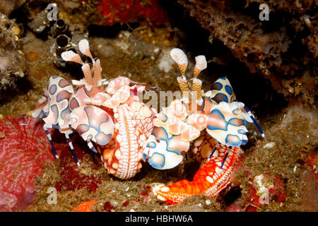 Arlecchino gamberetti, Hymenocera picta, maschio e femmina, con la loro stella di mare cibo, Fromia monilis. Tulamben, Bali, Indonesia. Mare di Bali, Oceano Indiano Foto Stock